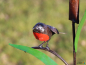 Preview: Gartenstecker ROTKELCHEN Metall 100 cm