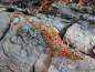 Preview: GECKO 33 cm bunt aus Draht & Perlen